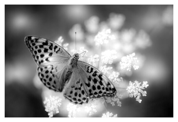 Tablou - Detailu cu fluture care polenizează floare (90x60 cm)