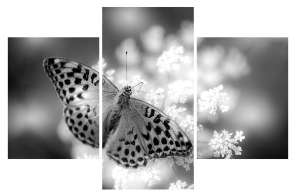 Tablou - Detailu cu fluture care polenizează floare (90x60 cm)