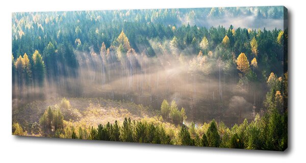Tablou canvas Ceață în pădure