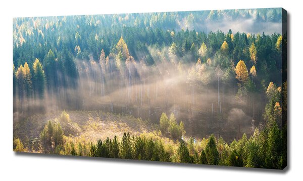 Tablou canvas Ceață în pădure
