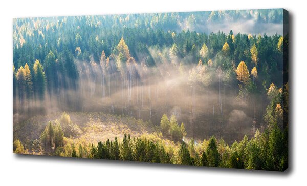 Tablou canvas Ceață în pădure