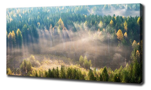 Tablou canvas Ceață în pădure