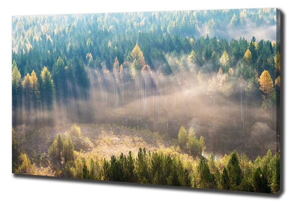 Tablou canvas Ceață în pădure
