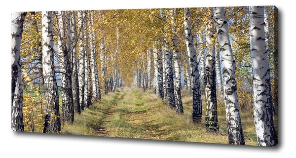 Tablou pe pânză canvas mesteceni în toamna