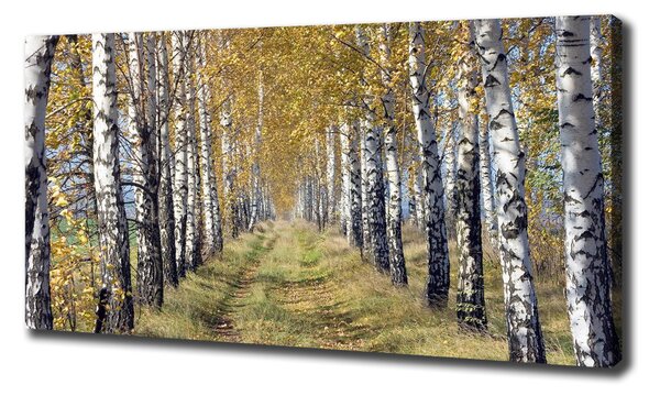 Tablou pe pânză canvas mesteceni în toamna