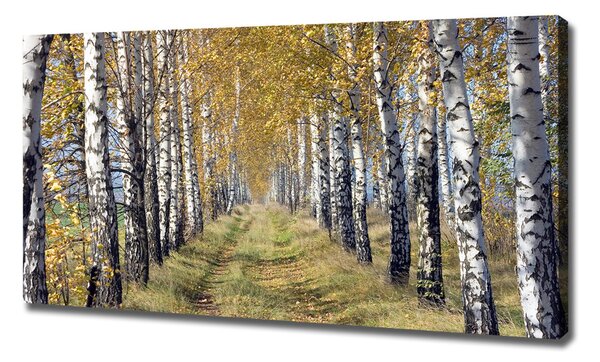 Tablou pe pânză canvas mesteceni în toamna