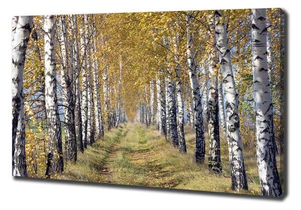 Tablou pe pânză canvas mesteceni în toamna
