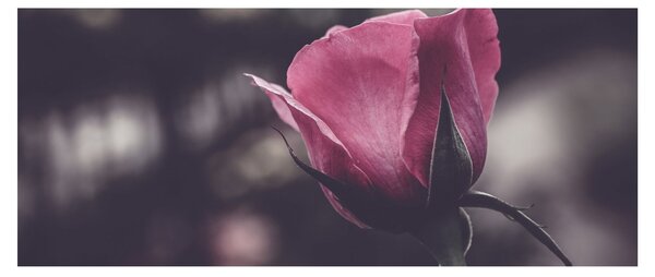 Tablou - Detaliu florii de trandafir (120x50 cm)