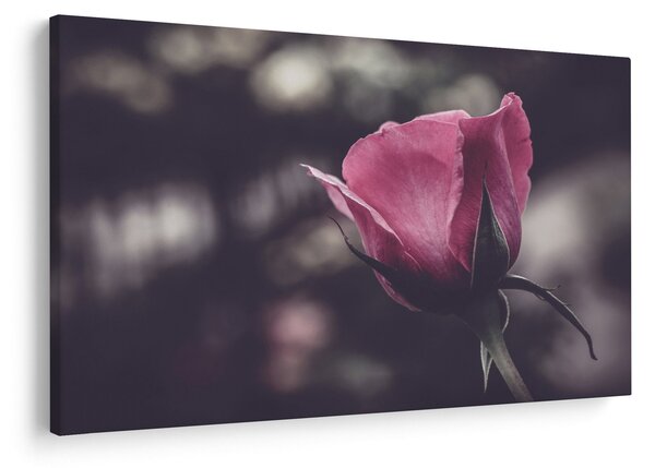 Tablou - Detaliu florii de trandafir (90x60 cm)