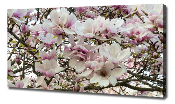Tablouri tipărite pe pânză flori magnolia