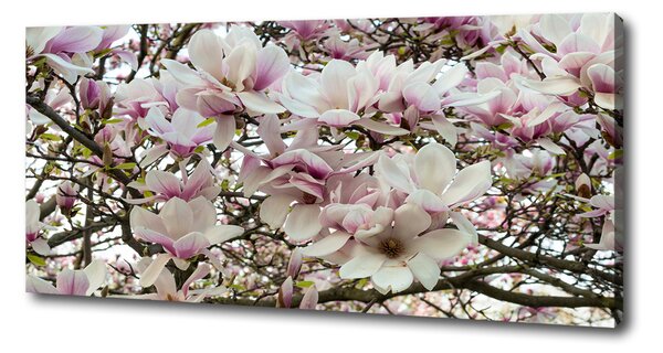 Tablouri tipărite pe pânză flori magnolia
