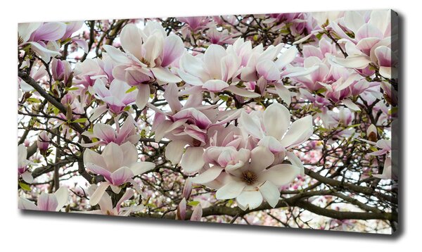 Tablouri tipărite pe pânză flori magnolia