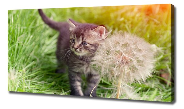 Tablou canvas Pisoi cu păpădia