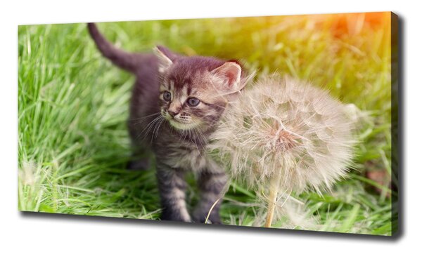 Tablou canvas Pisoi cu păpădia