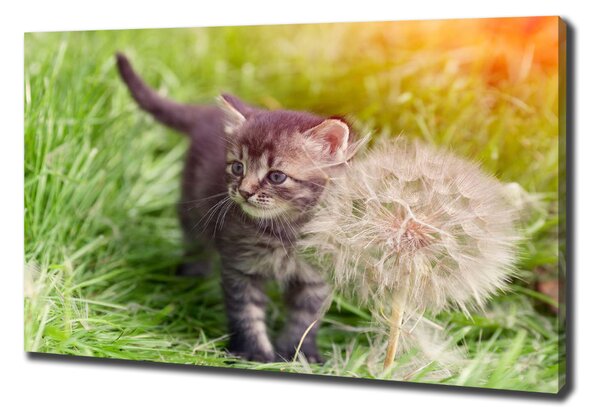Tablou canvas Pisoi cu păpădia