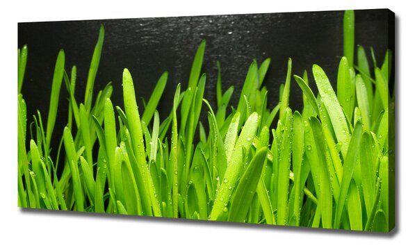 Tablou pe pânză canvas Iarbă