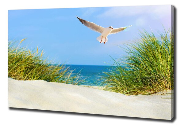Print pe canvas Seagull pe plajă