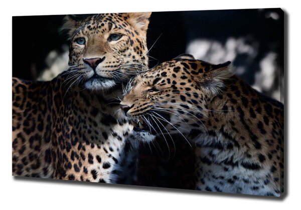 Imprimare tablou canvas doi leoparzi