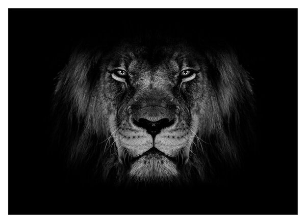 Tablou - Leu majestic (70x50 cm)