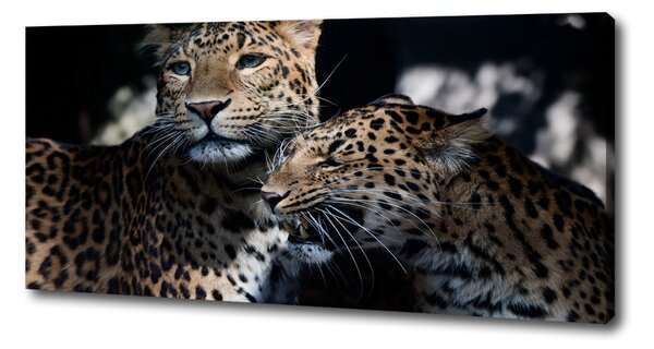 Imprimare tablou canvas doi leoparzi