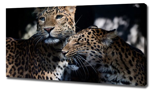 Imprimare tablou canvas doi leoparzi