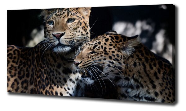 Imprimare tablou canvas doi leoparzi