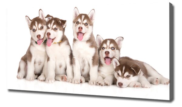 Print pe pânză catelusi Husky