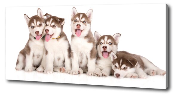 Print pe pânză catelusi Husky