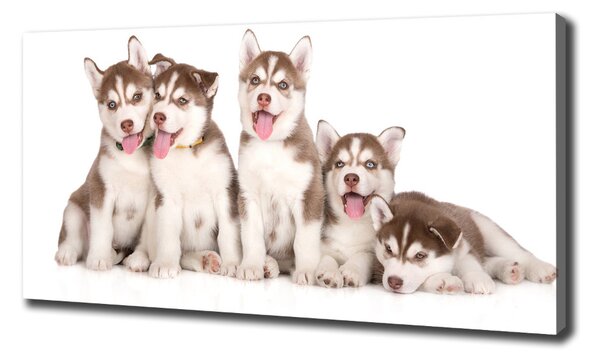 Print pe pânză catelusi Husky