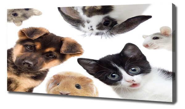 Print pe canvas Animale de companie