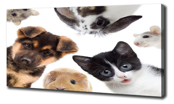 Print pe canvas Animale de companie