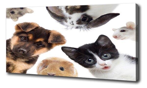Print pe canvas Animale de companie