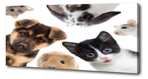Print pe canvas Animale de companie