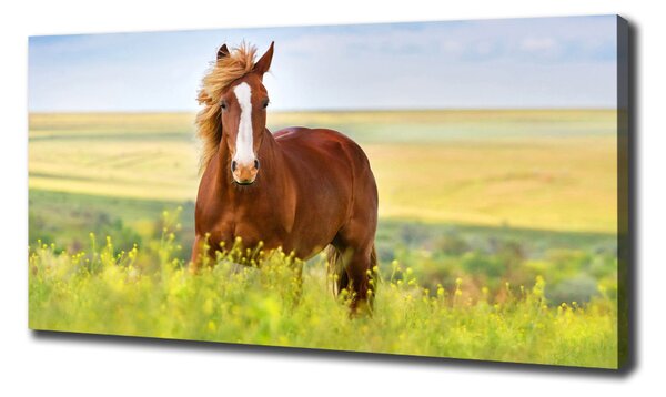 Print pe canvas cal maro