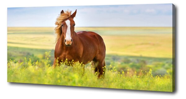 Print pe canvas cal maro