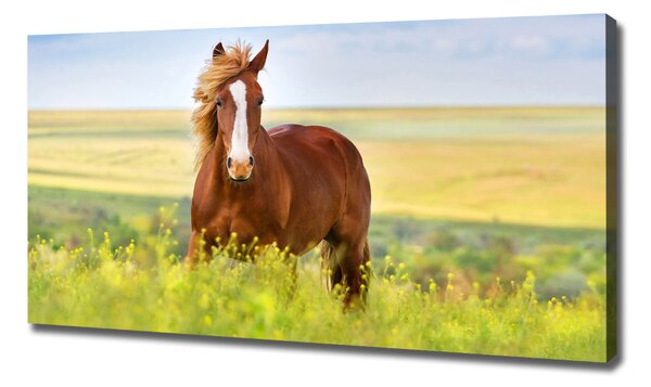 Print pe canvas cal maro