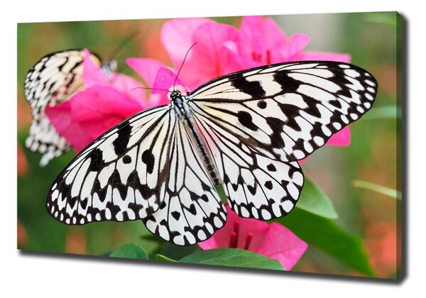 Tablou pe pânză canvas Fluture pe o floare