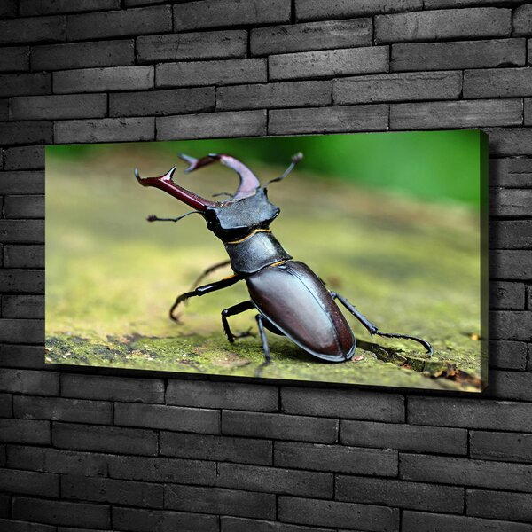 Tablou pe pânză canvas Gândac