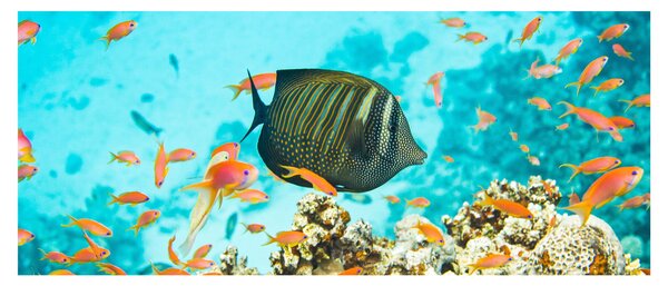 Tablou lumii submarine (120x50 cm)