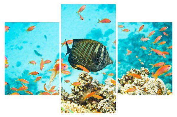 Tablou lumii submarine (90x60 cm)
