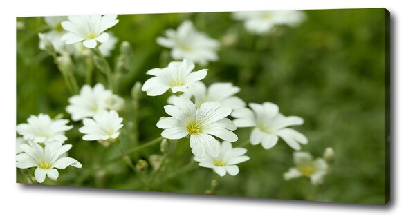 Print pe canvas Flori de primăvară