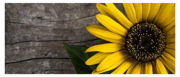Tablou - Floare de floarea soarelui (120x50 cm)