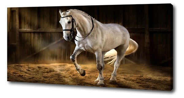 Imprimare tablou canvas cal alb în grajd