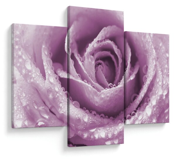 Tablou detaliu de floare de trandafir (90x60 cm)