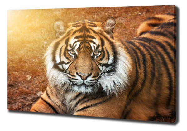 Print pe canvas tigru bengalez