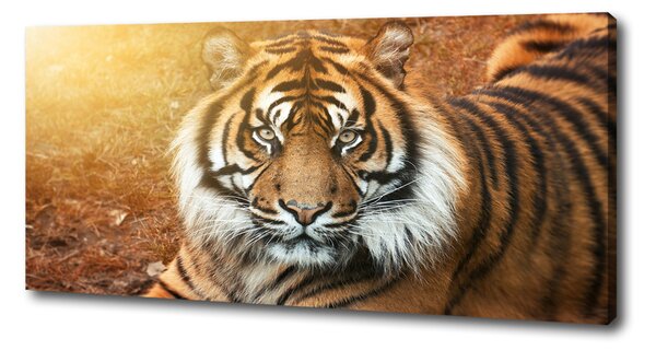 Print pe canvas tigru bengalez