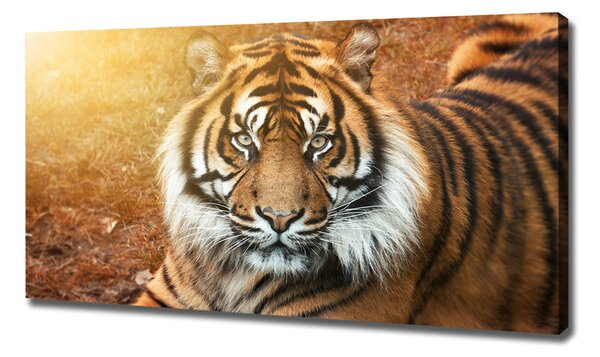Print pe canvas tigru bengalez