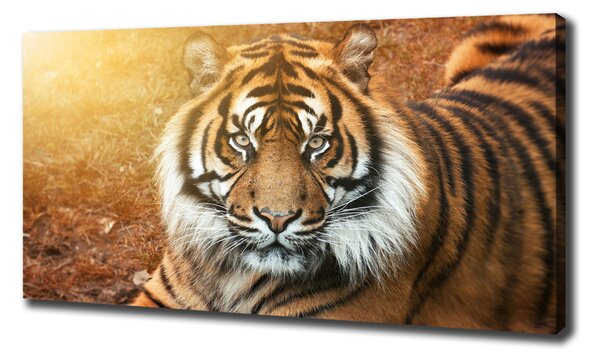 Print pe canvas tigru bengalez