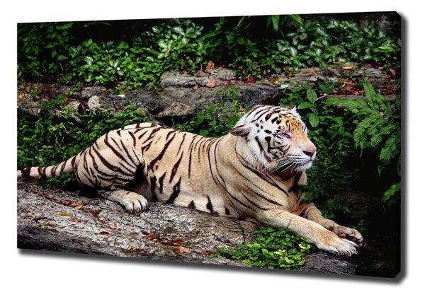 Pictură pe pânză Tiger pe stâncă