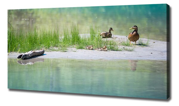 Imprimare tablou canvas Ducks de apă
